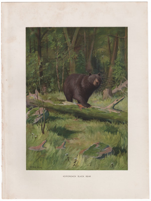 ADIRONDACK BLACK BEAR